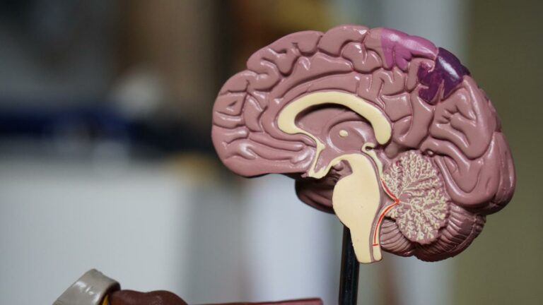 Brain Diseases: Risk Factor to Health