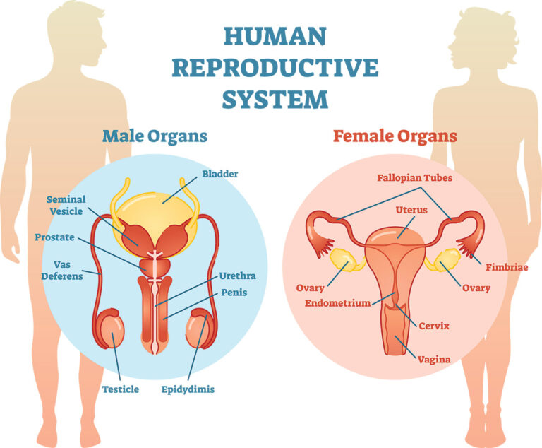 Reproductive System: Male and Female