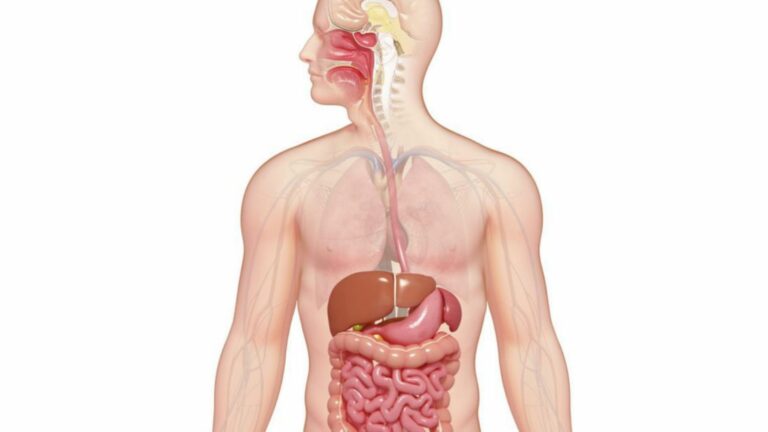 Digestive System: Structure and Function