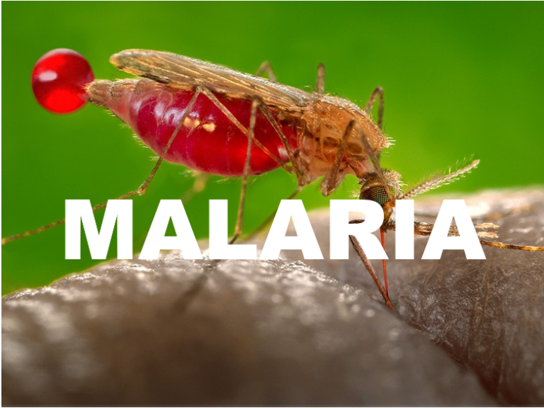 Malaria: Symptoms, Causes, and Treatments
