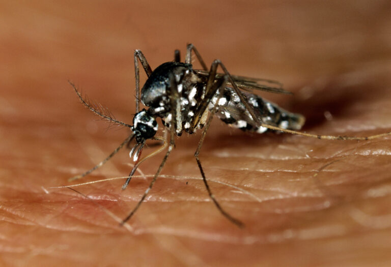 DENGUE FEVER: CAUSES, SYMPTOMS AND TREATMENTS