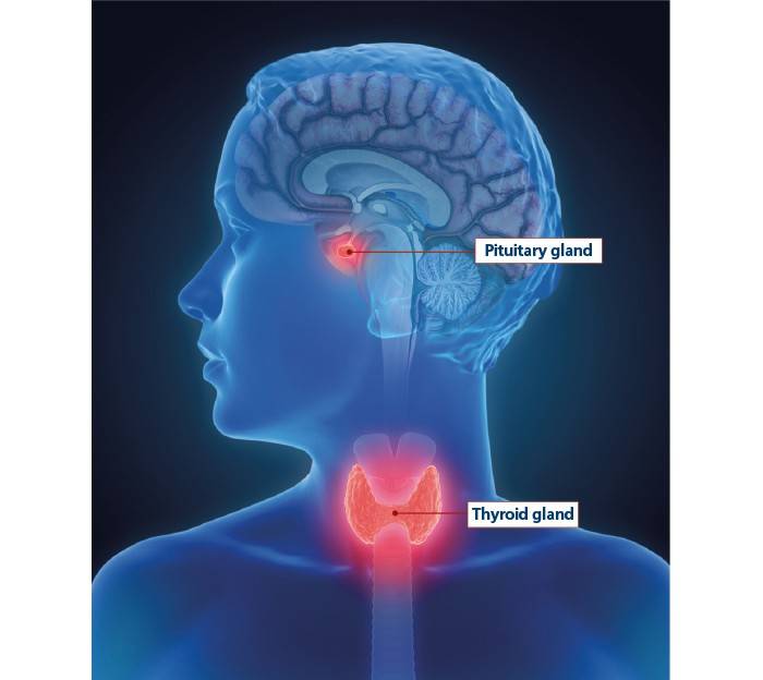 Pituitary Gland: Facts to Know